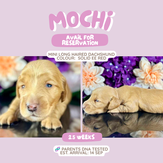 Mochi (Mini Dachshund - Australia 🇦🇺) Toby & Savvy Litter | Open for Reservations | DNA Tested Parents 🧬