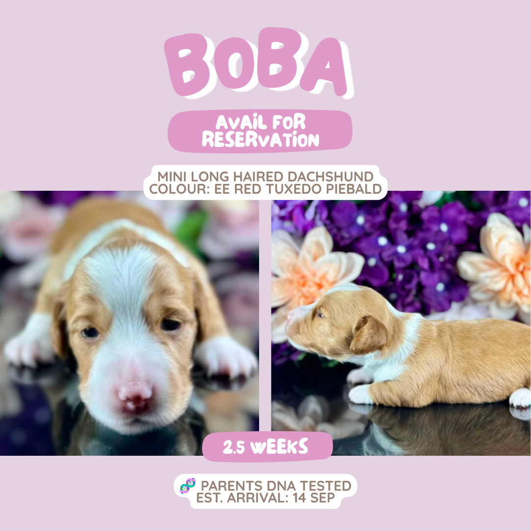 Boba (Mini Dachshund - Australia 🇦🇺) Toby & Savvy Litter | Open for Reservations | DNA Tested Parents 🧬