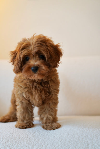 Muffin (F1 Cavapoo Boy - Australia 🇦🇺) Available Now | DNA Tested Parents 🧬