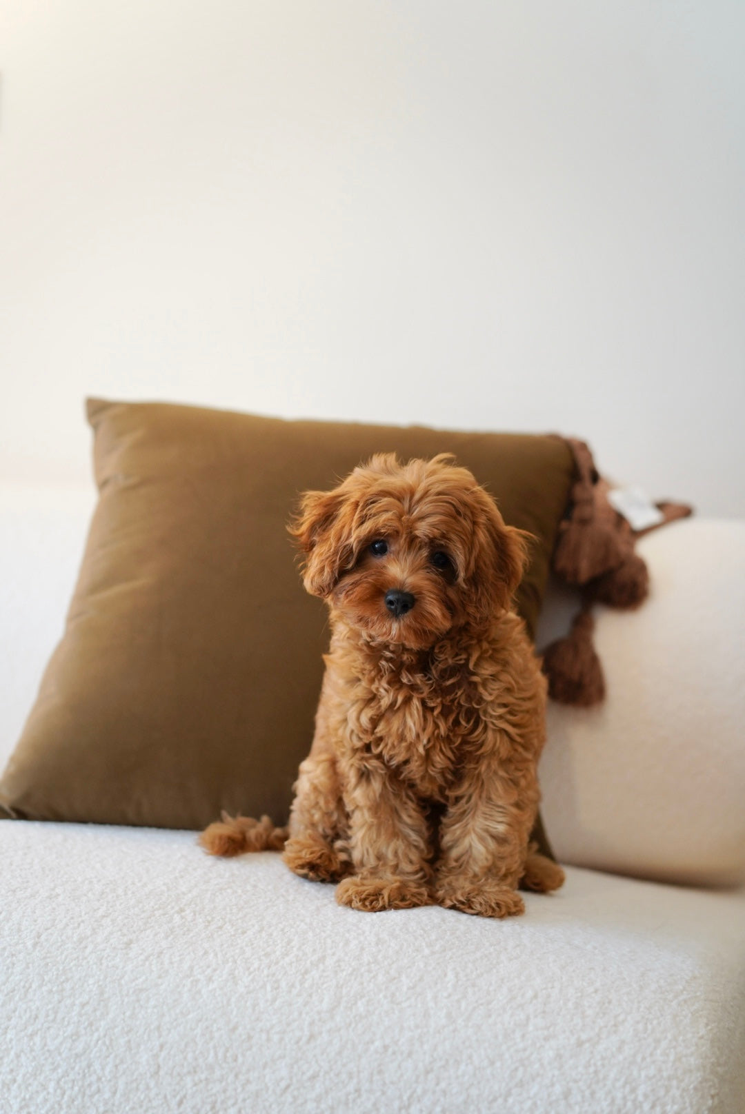 Muffin (F1 Cavapoo Boy - Australia 🇦🇺) Available Now | DNA Tested Parents 🧬