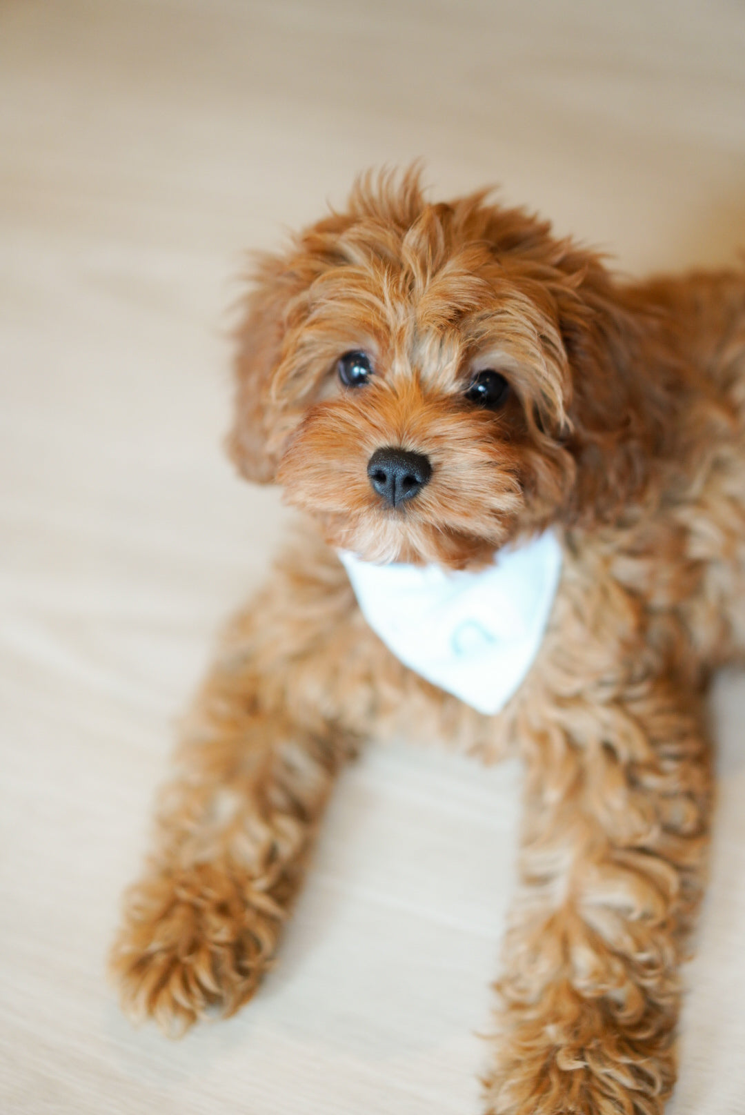 Muffin (F1 Cavapoo Boy - Australia 🇦🇺) Available Now | DNA Tested Parents 🧬