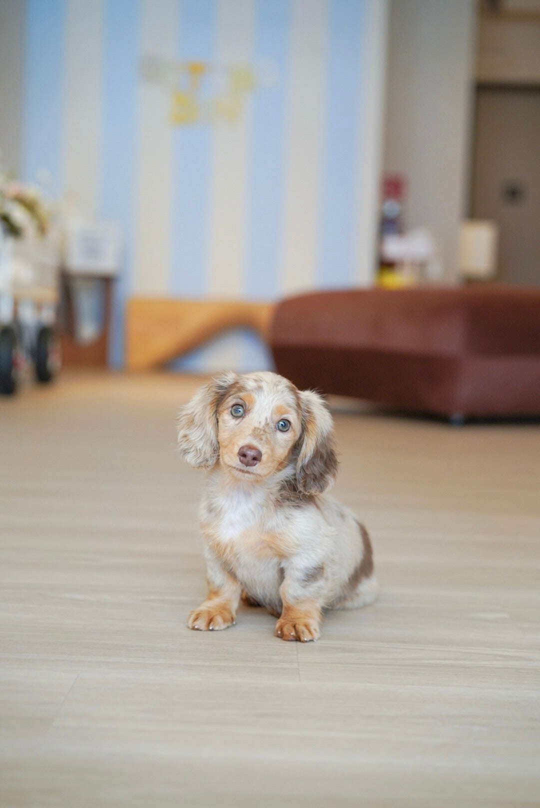 Flash (Mini Male Dapple Dachshund - Australia 🇦🇺) Available Now| DNA Tested Parents 🧬