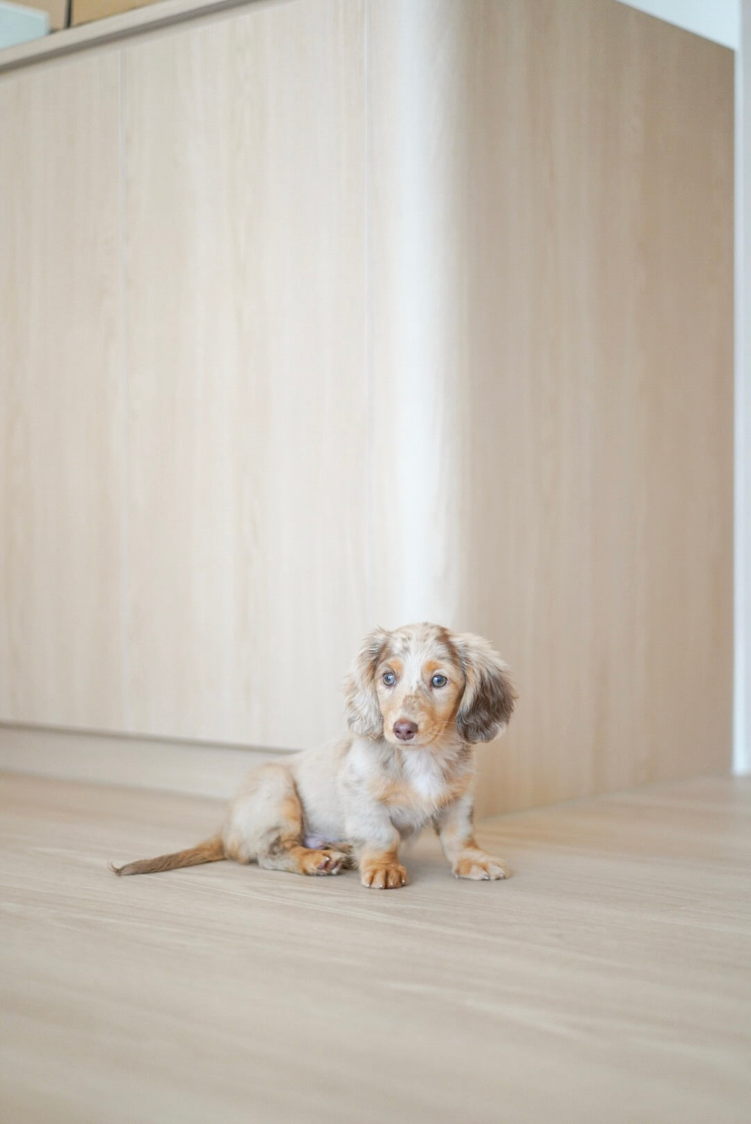 Flash (Mini Male Dapple Dachshund - Australia 🇦🇺) Available Now| DNA Tested Parents 🧬
