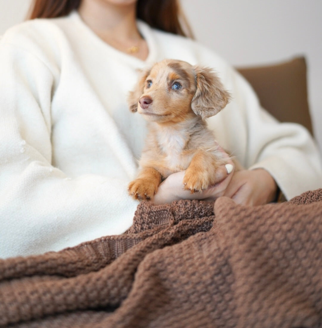 Benny (Male Dapple Mini Dachshund - Australia 🇦🇺) Available Now| DNA Tested Parents 🧬