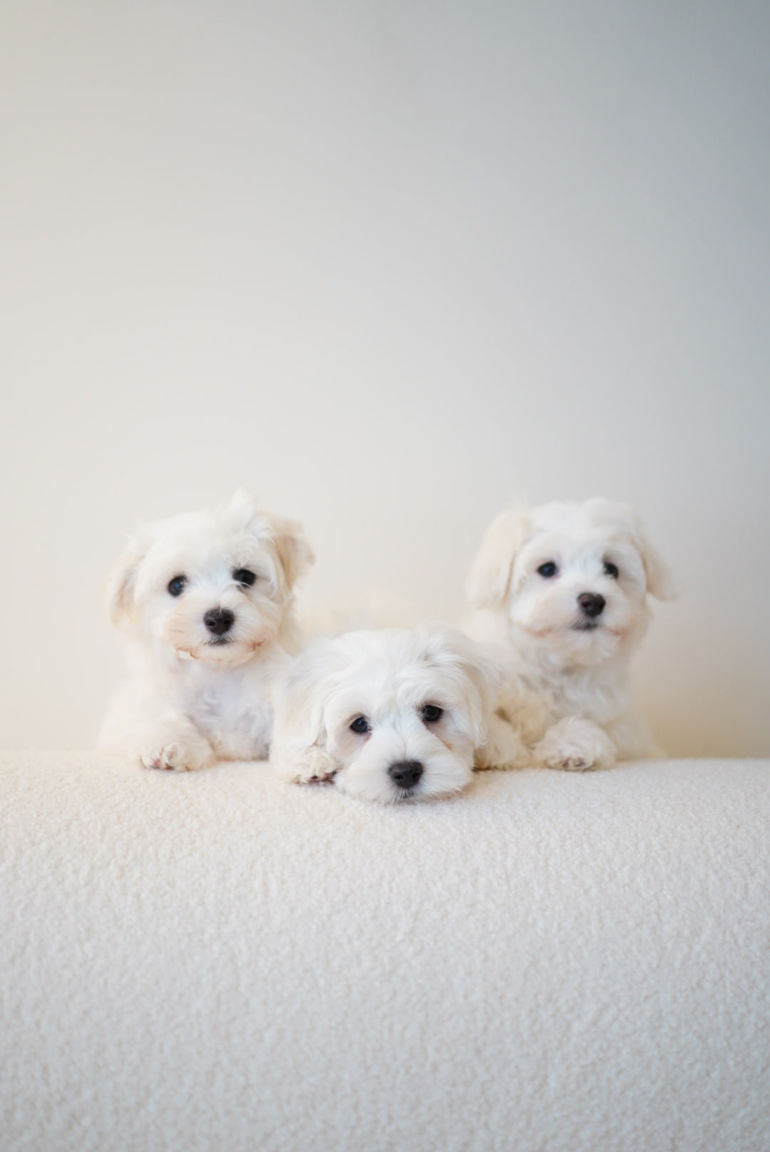 Bubu (Male Maltese - Ireland 🇮🇪)