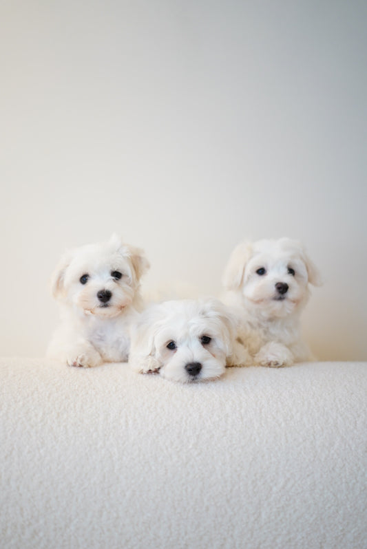 Marshy (Male Maltese - Ireland 🇮🇪)