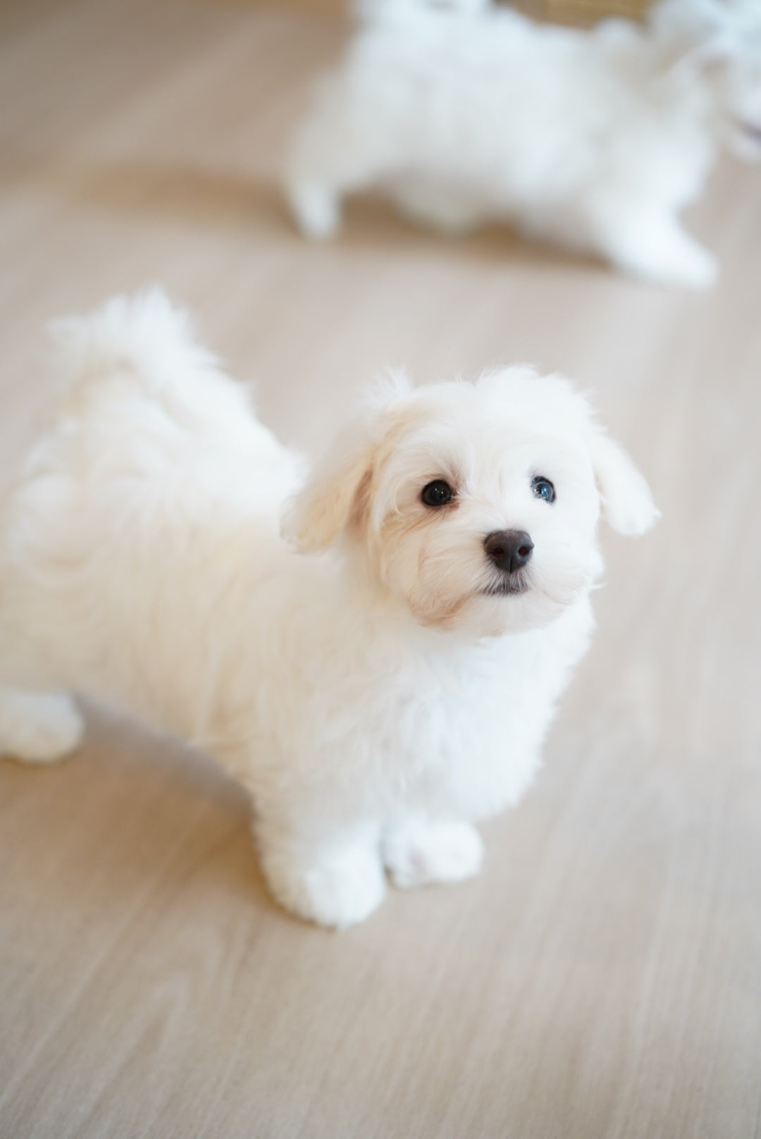 Milky (Female Maltese - Ireland 🇮🇪)