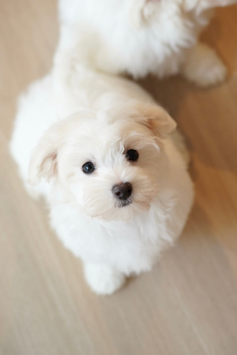 Milky (Female Maltese - Ireland 🇮🇪)