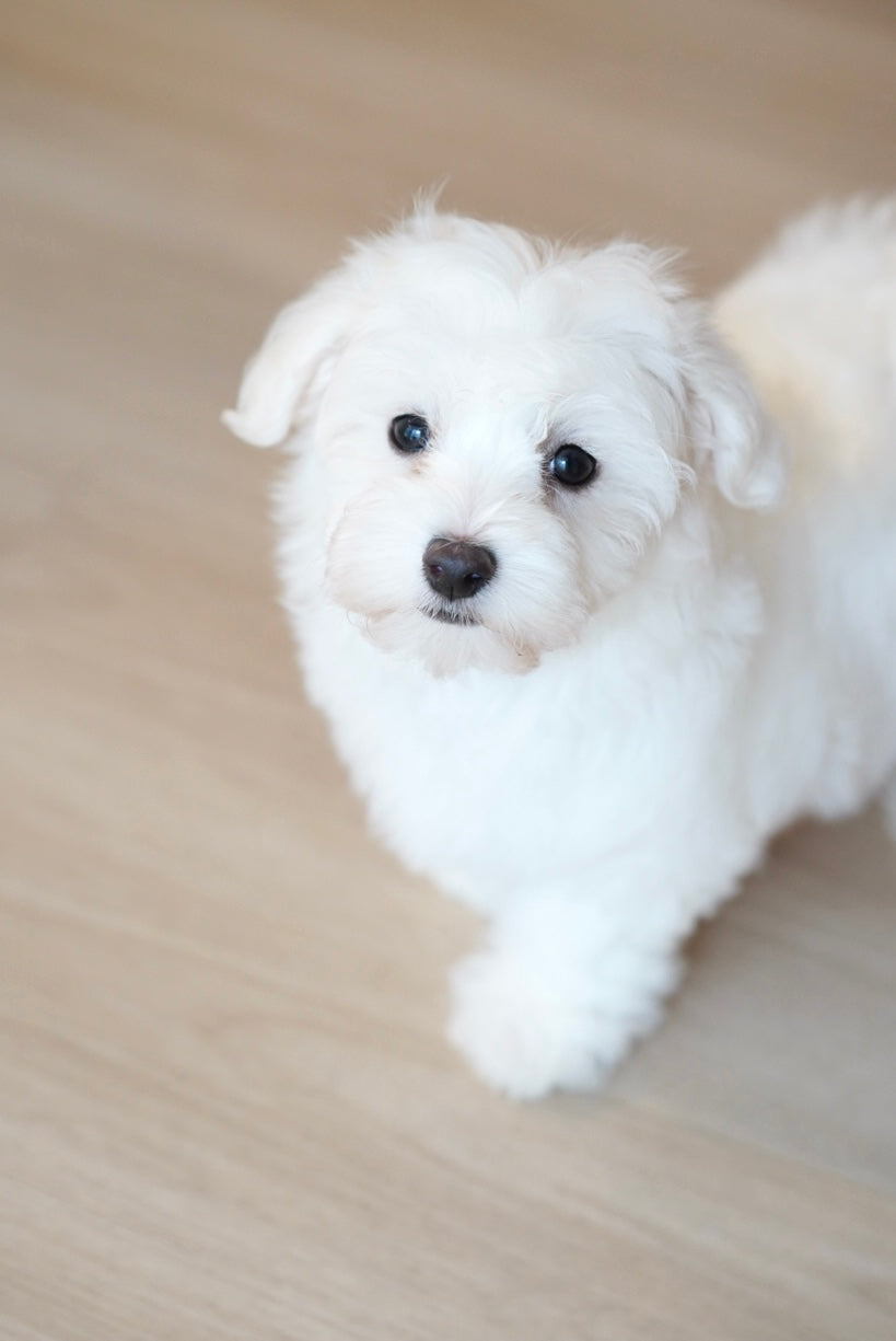 Milky (Female Maltese - Ireland 🇮🇪)
