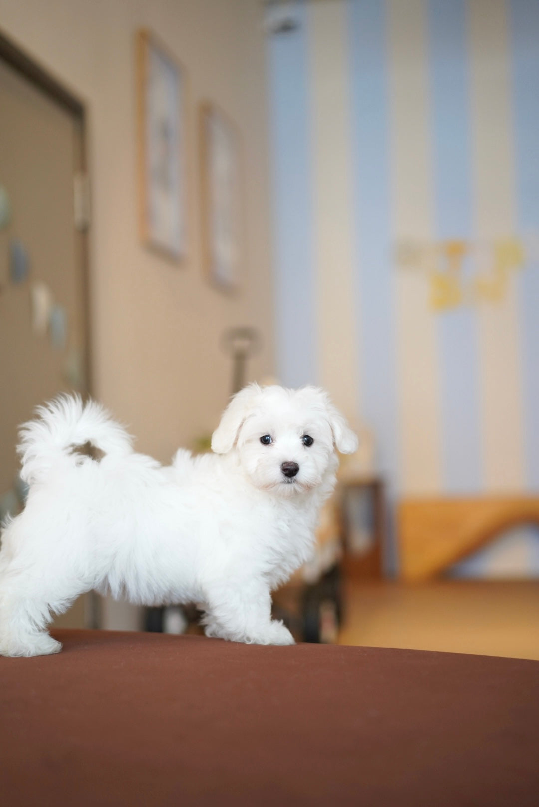 Milky (Female Maltese - Ireland 🇮🇪)