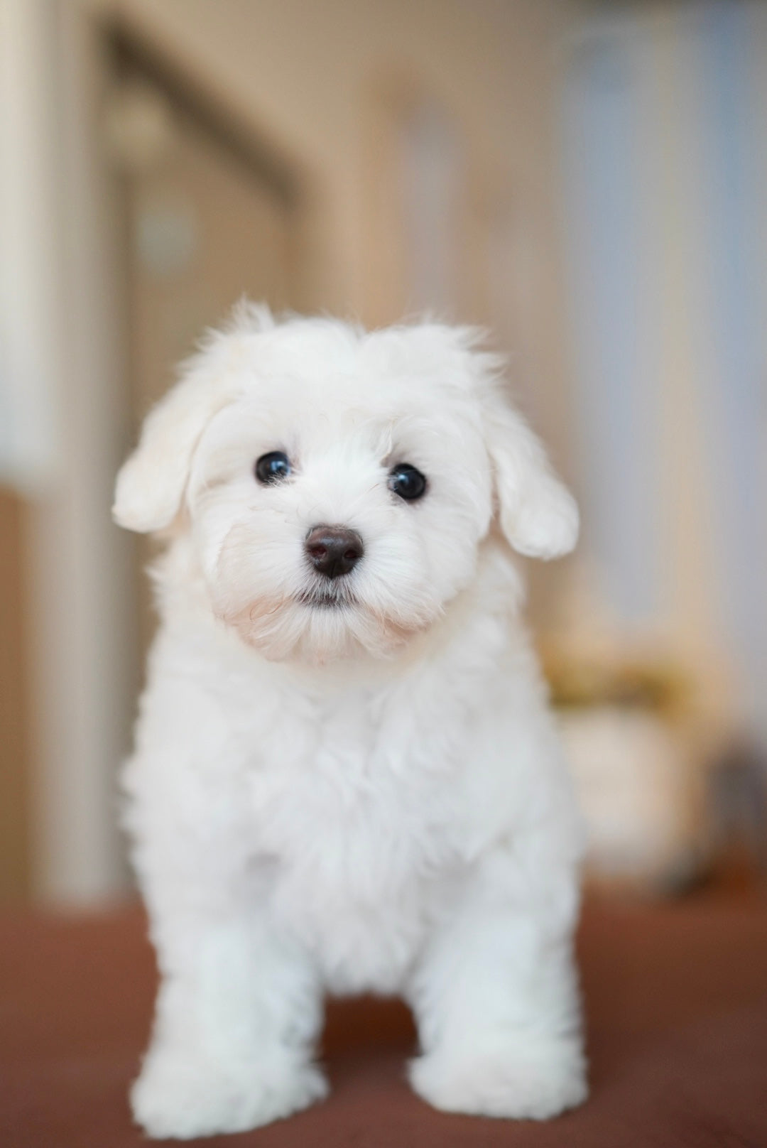 Milky (Female Maltese - Ireland 🇮🇪)
