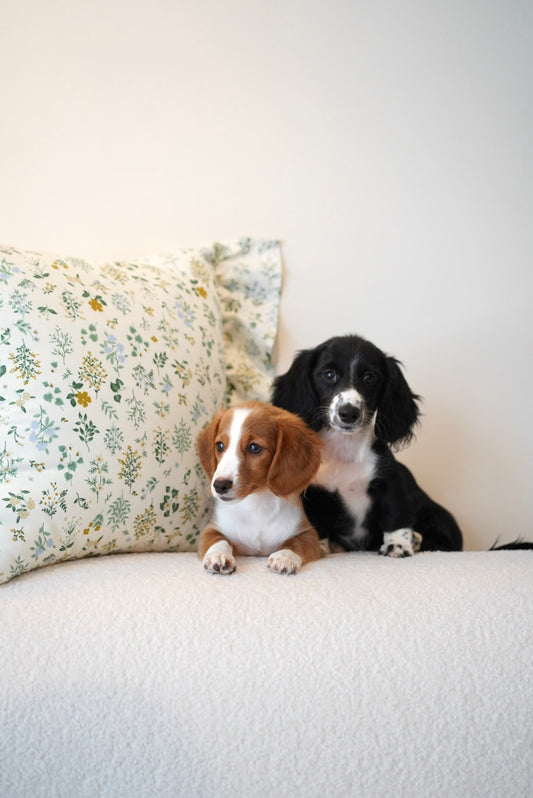 Boba (Dachshund - Australia 🇦🇺) Toby & Savvy Litter | DNA Tested Parents 🧬