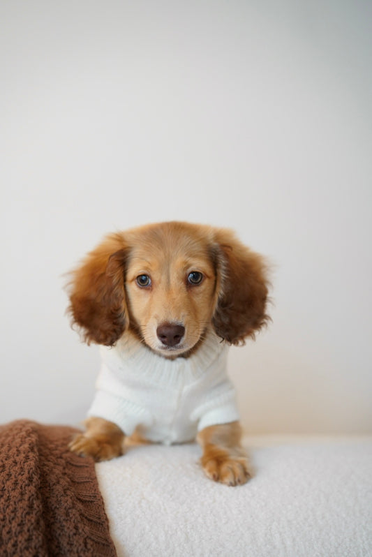 Nibbles (Mini Dachshund - Australia 🇦🇺) | Open for Reservations | DNA Tested Parents 🧬