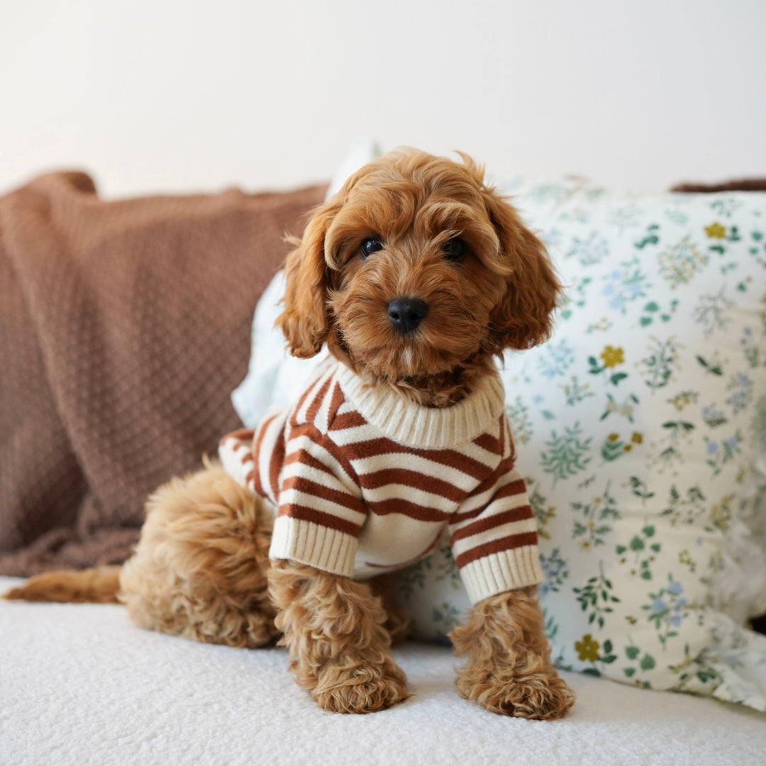 Peppa (F1 Female Cavapoo - Australia 🇦🇺)