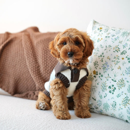 Abby (F1 Female Cavapoo - Australia 🇦🇺) Found A Loving Home 🏡 | DNA Tested Parents 🧬