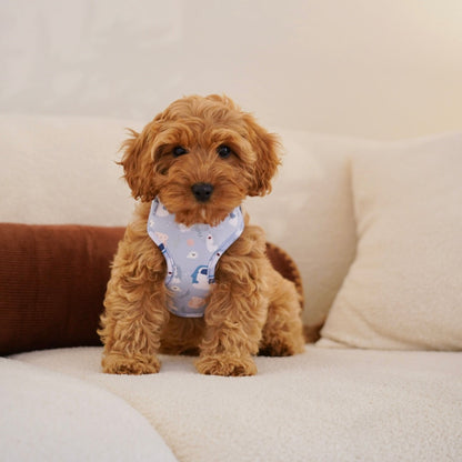 Peppa (F1 Female Cavapoo - Australia 🇦🇺) Found A Loving Home 🏡 | DNA Tested Parents 🧬