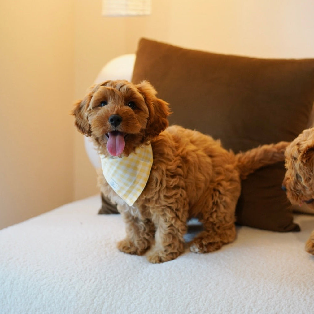 Abby (F1 Female Cavapoo - Australia 🇦🇺)
