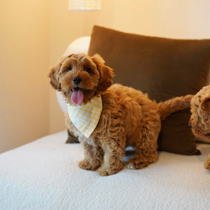Abby (F1 Female Cavapoo - Australia 🇦🇺) Found A Loving Home 🏡 | DNA Tested Parents 🧬