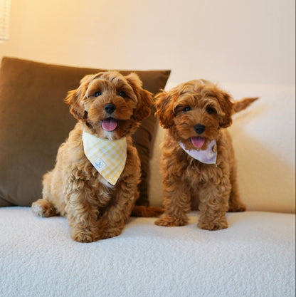 Abby (F1 Female Cavapoo - Australia 🇦🇺) Found A Loving Home 🏡 | DNA Tested Parents 🧬