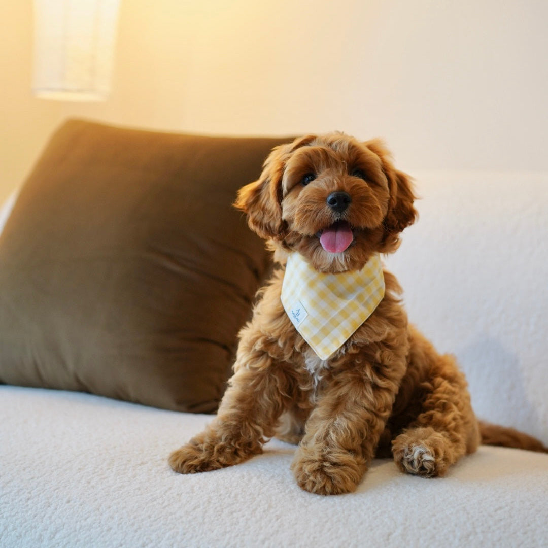 Abby (F1 Female Cavapoo - Australia 🇦🇺)