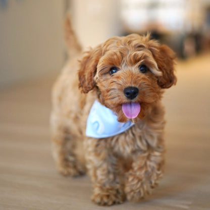 Peppa (F1 Female Cavapoo - Australia 🇦🇺) Found A Loving Home 🏡 | DNA Tested Parents 🧬
