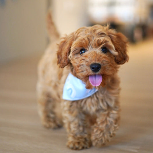 Peppa (F1 Female Cavapoo - Australia 🇦🇺) Found A Loving Home 🏡 | DNA Tested Parents 🧬