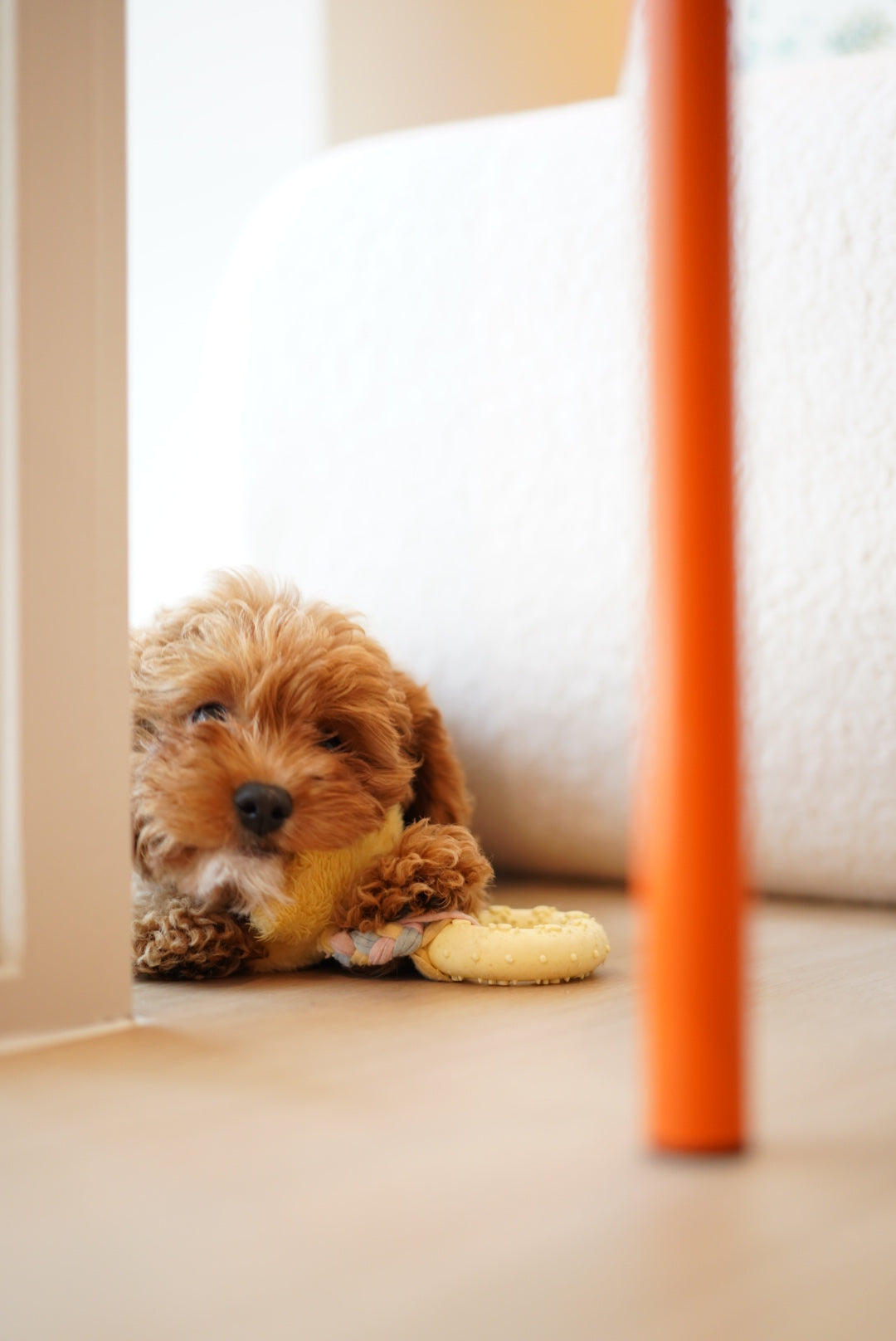 Maisie (F1 Female Cavapoo - Australia 🇦🇺) Available Now | DNA Tested Parents 🧬