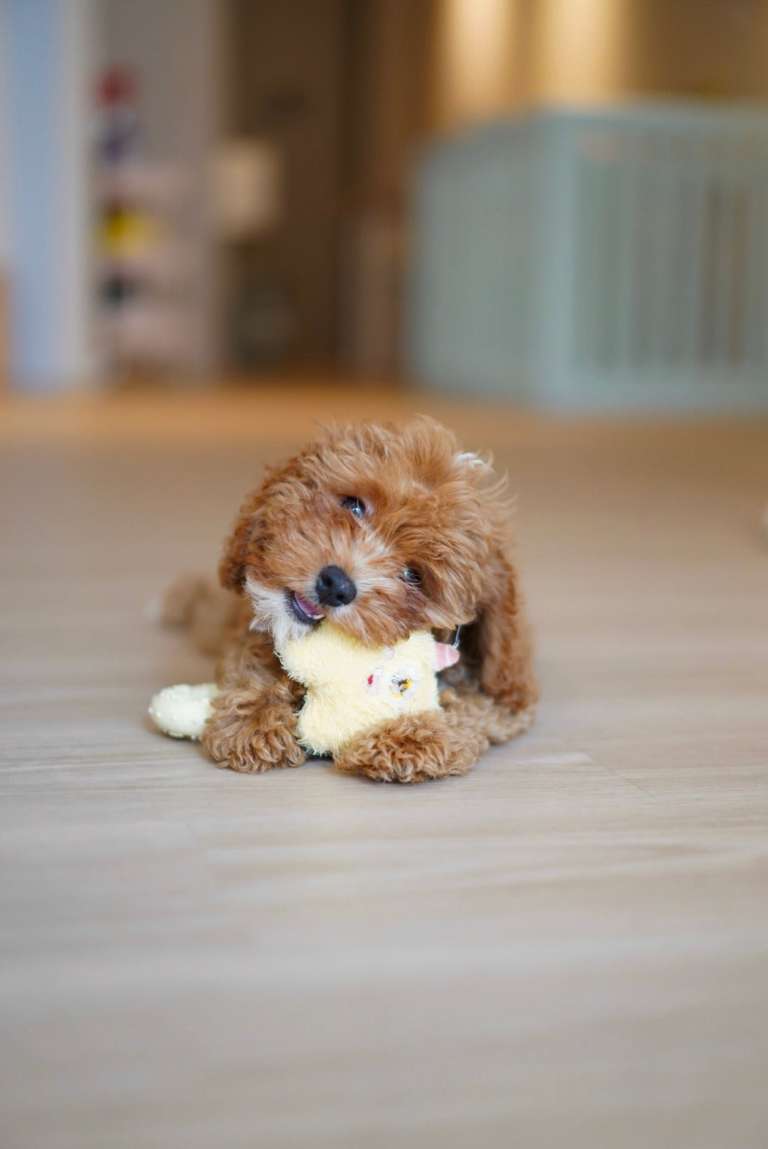 Maisie (F1 Female Cavapoo - Australia 🇦🇺) Available Now | DNA Tested Parents 🧬