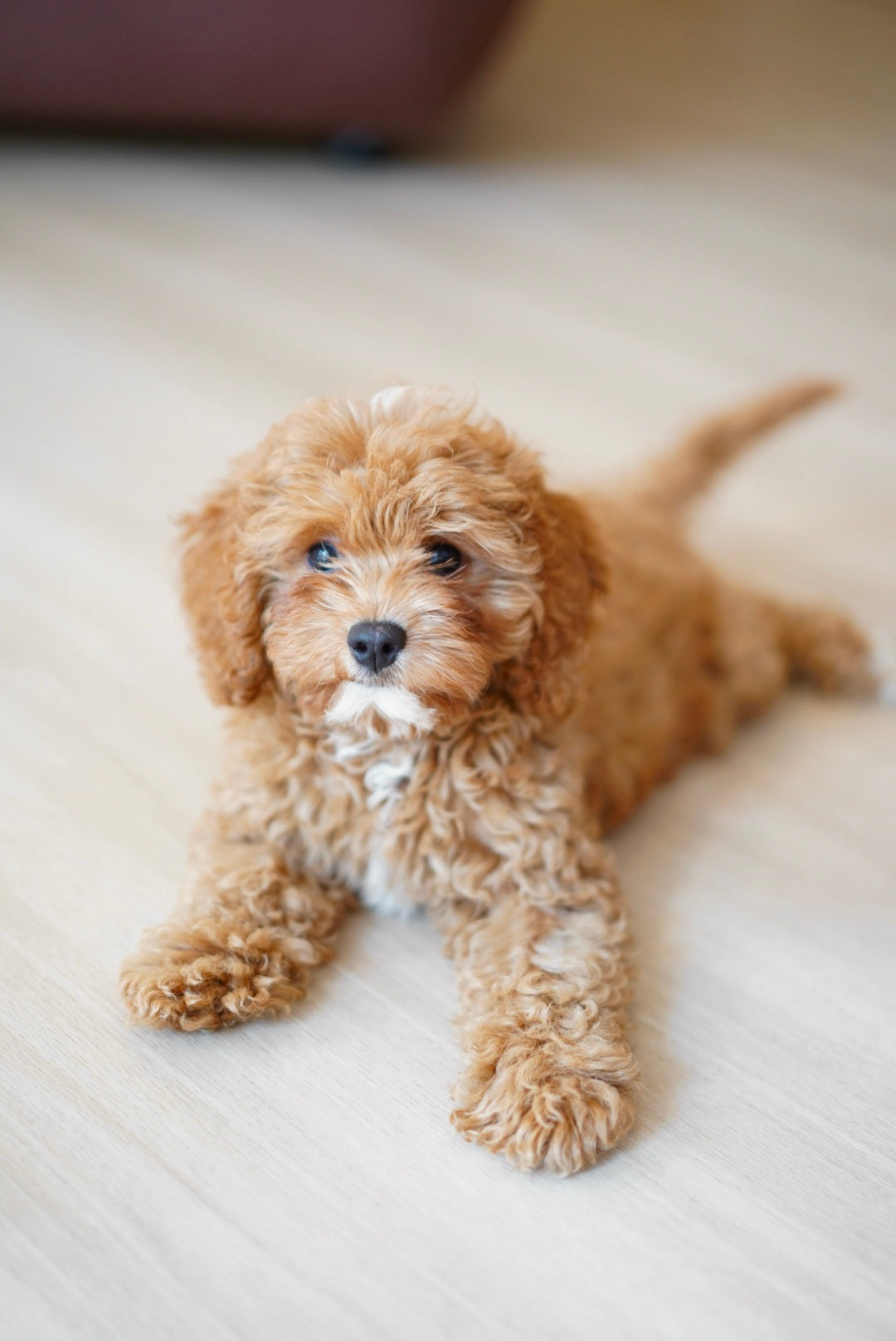 Maisie (F1 Female Cavapoo - Australia 🇦🇺) Available Now | DNA Tested Parents 🧬