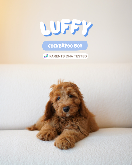 Luffy (F1 Cockerpoo Boy - Australia 🇦🇺) Available Now | DNA Tested Parents 🧬