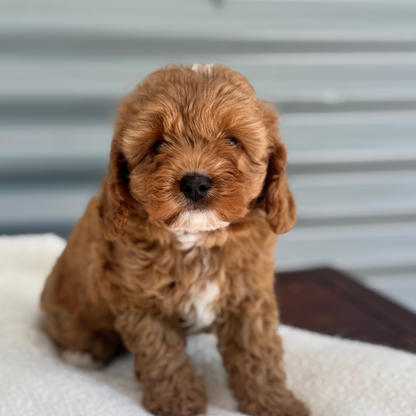 Maisie (F1 Female Cavapoo - Australia 🇦🇺) | DNA Tested Parents 🧬