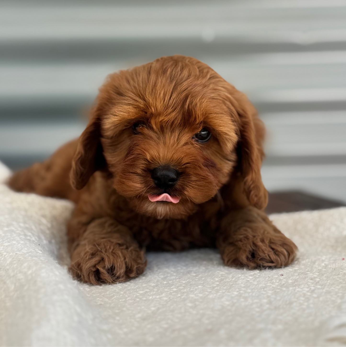 Muffin (F1 Cavapoo Boy - Australia 🇦🇺) Arriving in July