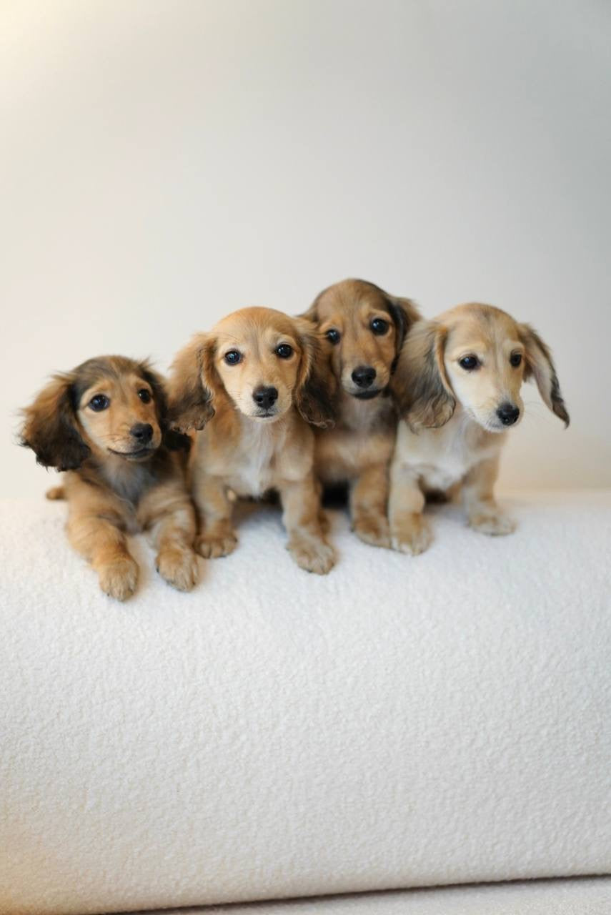 Brioche (Female Shaded Cream Mini Dachshund - Australia 🇦🇺) Available Now | IVDD + DNA Tested Parents 🧬