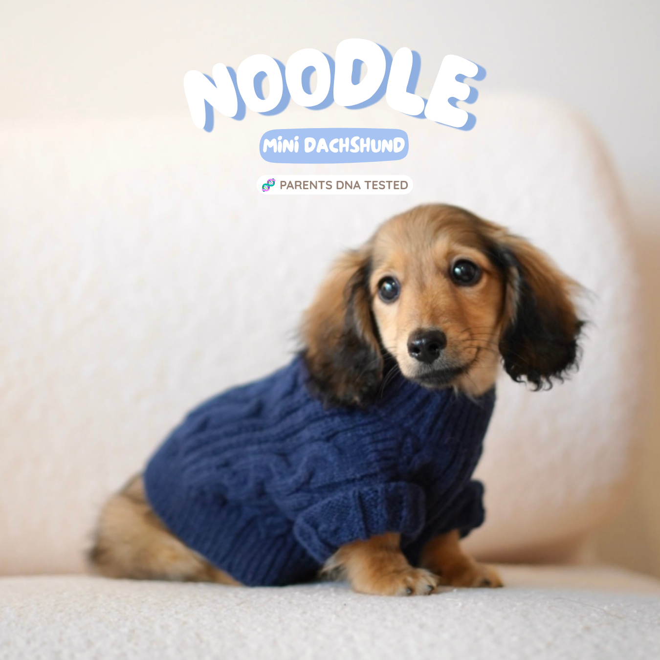 Noodle (Male Shaded Cream Mini Dachshund - Australia 🇦🇺) Available Now | IVDD + DNA Tested Parents 🧬