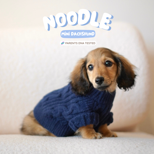 Noodle (Male Shaded Cream Mini Dachshund - Australia 🇦🇺) Available Now | IVDD + DNA Tested Parents 🧬
