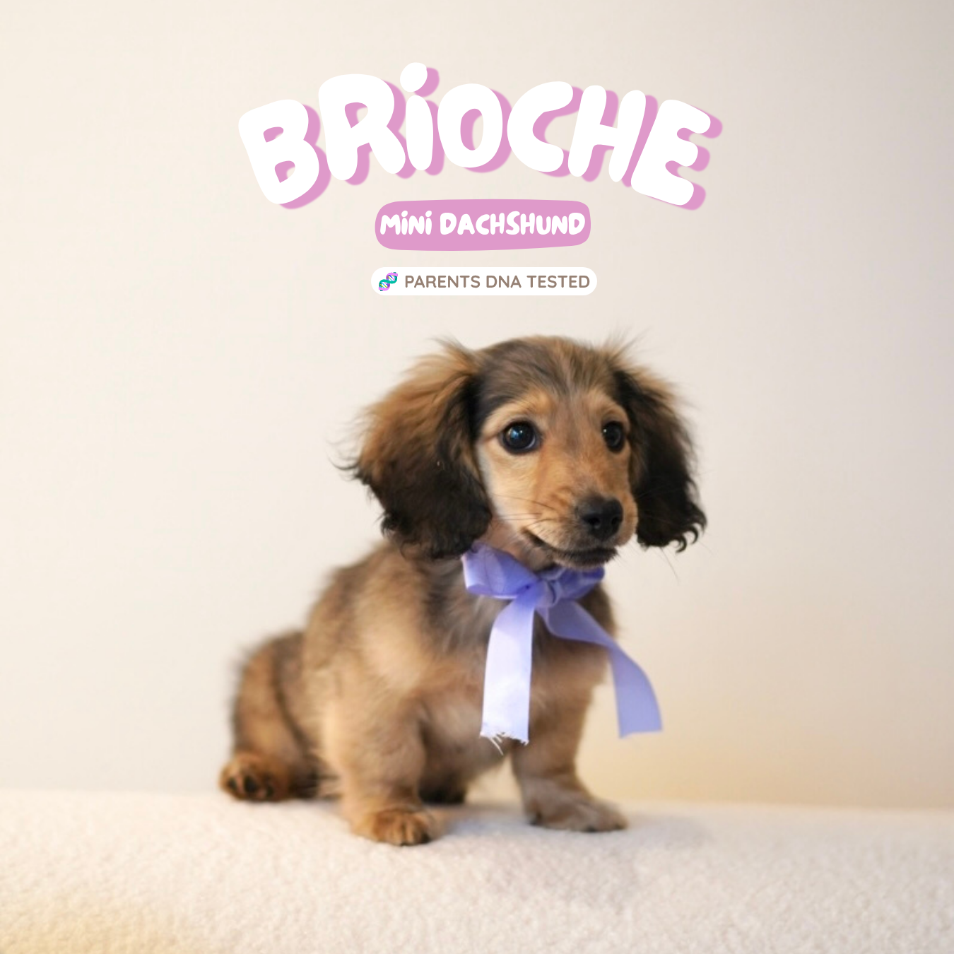 Brioche (Female Shaded Cream Mini Dachshund - Australia 🇦🇺) Available Now | IVDD + DNA Tested Parents 🧬