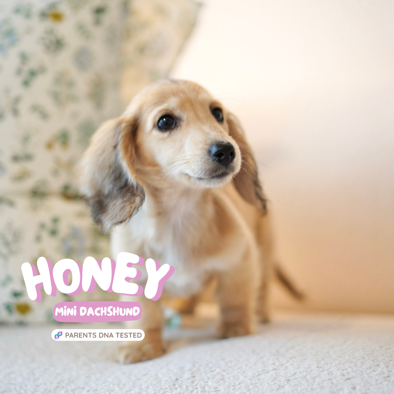 Honey (Female Shaded Cream Mini Dachshund - Australia 🇦🇺) Available Now | IVDD + DNA Tested Parents 🧬