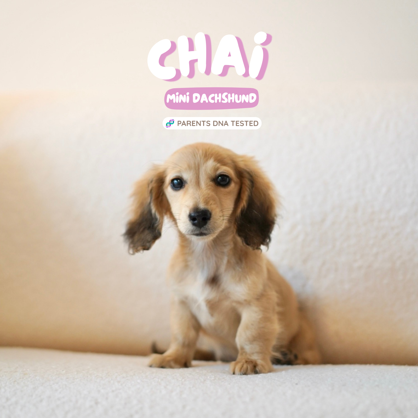 Chai (Female Shaded Cream Mini Dachshund - Australia 🇦🇺) Available Now | IVDD + DNA Tested Parents 🧬