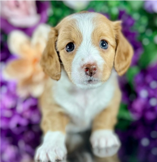 Boba (Mini Dachshund - Australia 🇦🇺) Toby & Savvy Litter | Open for Reservations | DNA Tested Parents 🧬