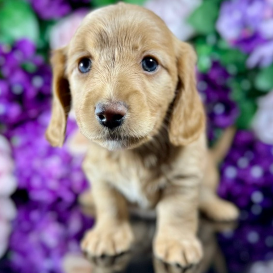 Mochi (Mini Dachshund - Australia 🇦🇺) Toby & Savvy Litter | Open for Reservations | DNA Tested Parents 🧬