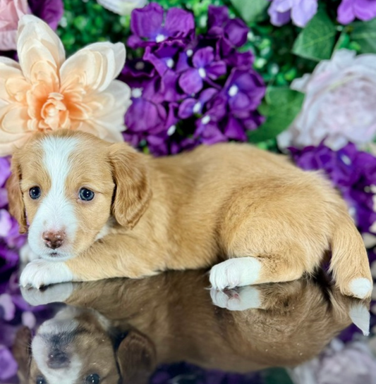 Boba (Mini Dachshund - Australia 🇦🇺) Toby & Savvy Litter | Open for Reservations | DNA Tested Parents 🧬