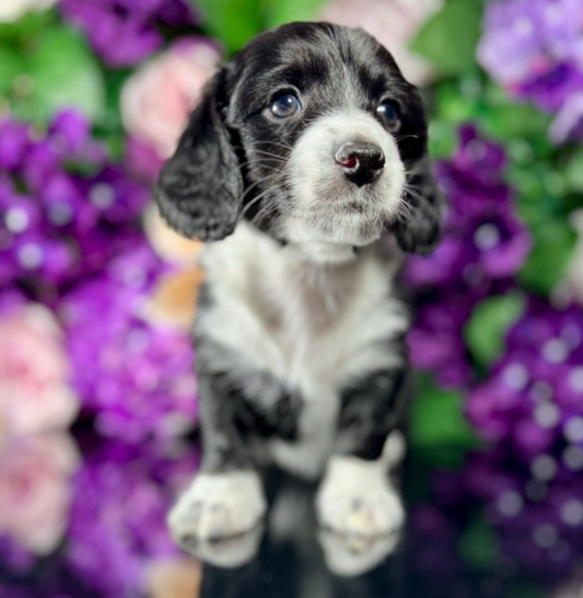 Nori (Mini Dachshund - Australia 🇦🇺) Toby & Savvy Litter | Open for Reservations | DNA Tested Parents 🧬