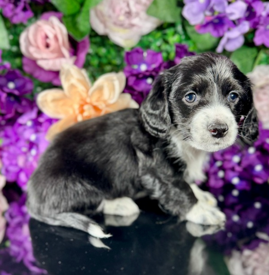 Nori (Mini Dachshund - Australia 🇦🇺) Toby & Savvy Litter | Open for Reservations | DNA Tested Parents 🧬