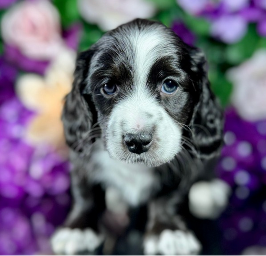 Kobe (Mini Dachshund - Australia 🇦🇺) Toby & Savvy Litter | Open for Reservations | DNA Tested Parents 🧬