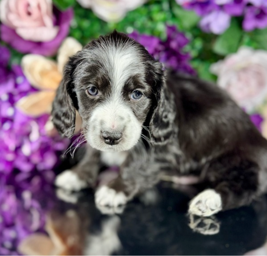 Kobe (Mini Dachshund - Australia 🇦🇺) Toby & Savvy Litter | Open for Reservations | DNA Tested Parents 🧬