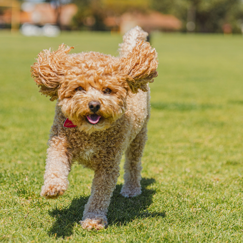 Cavapoo