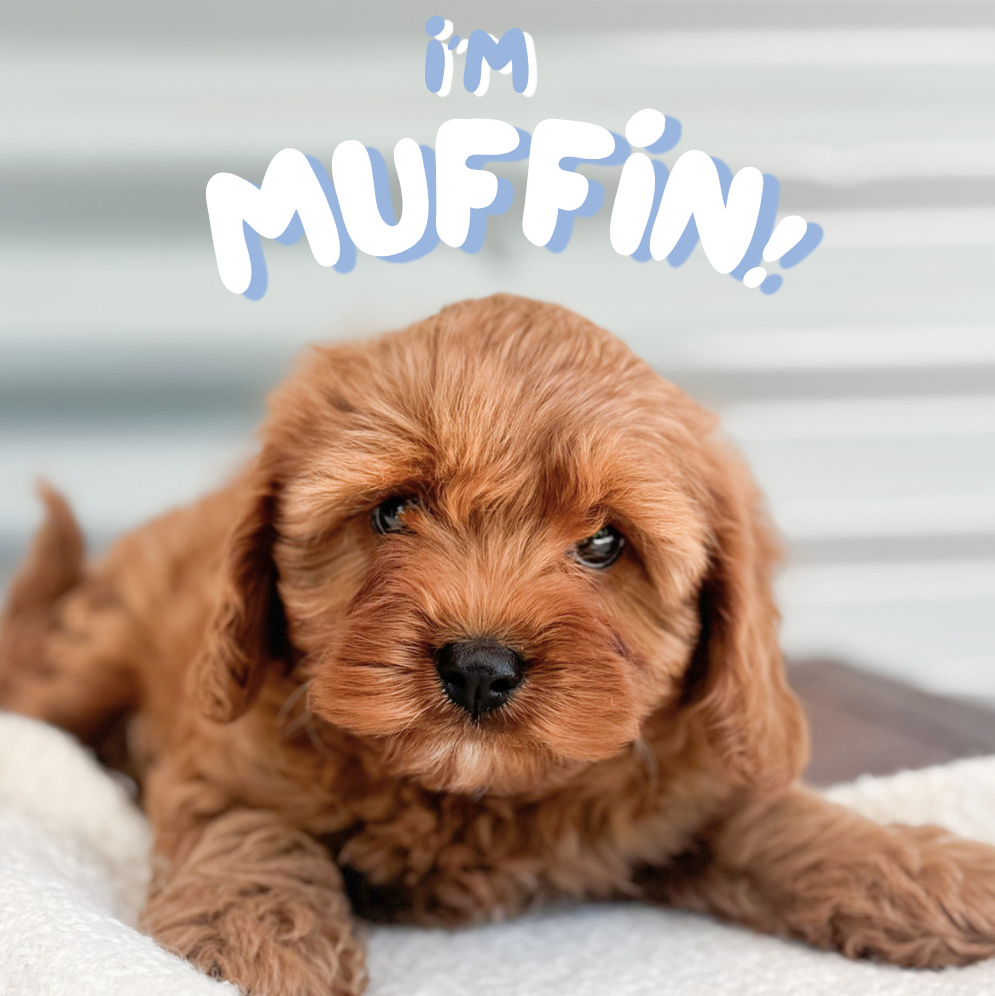 Muffin (F1 Cavapoo Boy - Australia 🇦🇺) Arriving in July