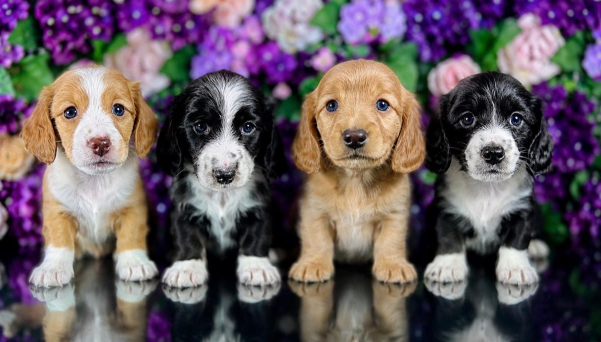 Mochi (Mini Dachshund - Australia 🇦🇺) Toby & Savvy Litter | Open for Reservations | DNA Tested Parents 🧬