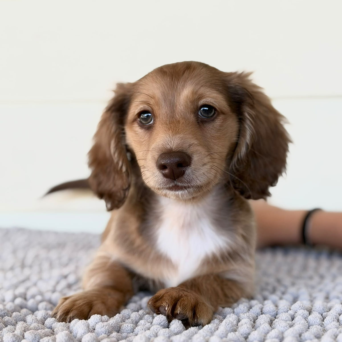 Nibbles (Mini Dachshund - Australia 🇦🇺) | Open for Reservations | DNA Tested Parents 🧬