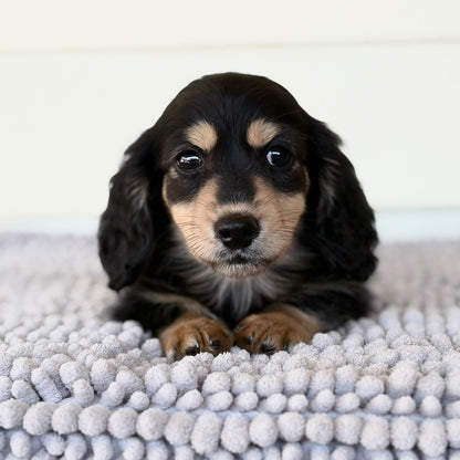 Bennie (Mini Dachshund - Australia 🇦🇺) | Open for Reservations | DNA Tested Parents 🧬